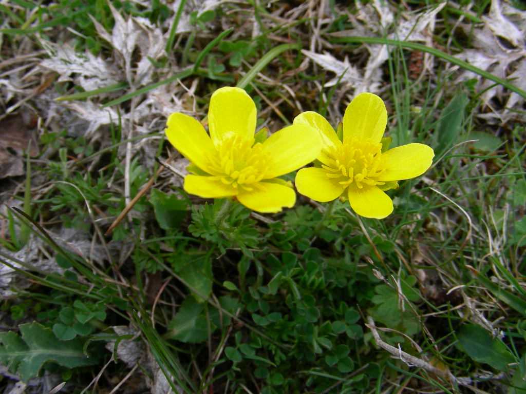 Ranunculus millefoliatus